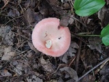 Russula silvicola image