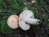 Russula fragrantissima image