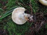 Russula fragrantissima image
