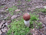 Leccinum vulpinum image