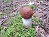 Leccinum vulpinum image