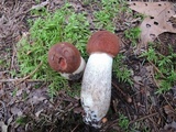 Leccinum vulpinum image