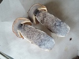 Leccinum vulpinum image