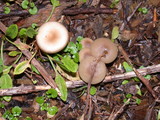 Clitocybe fragrans image