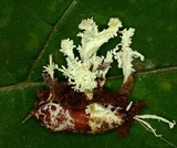 Cordyceps tenuipes image