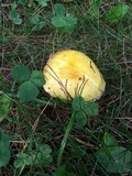 Suillus americanus image