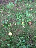 Suillus americanus image
