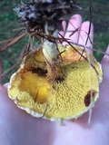 Suillus americanus image