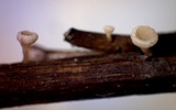 Hymenoscyphus calyculus image