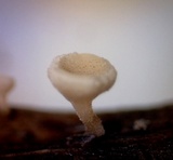 Hymenoscyphus calyculus image