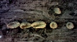 Chlorosplenium chlora image