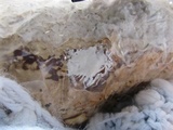 Ganoderma resinaceum image