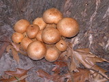 Gymnopilus ventricosus image
