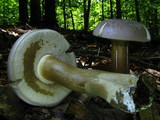 Tylopilus rubrobrunneus image