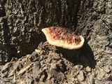 Ganoderma sessile image