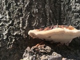 Ganoderma sessile image