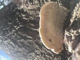Ganoderma sessile image