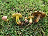 Alessioporus rubriflavus image