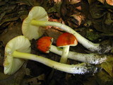 Amanita parcivolvata image