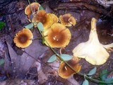 Cantharellus appalachiensis image
