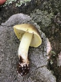 Tricholoma sejunctum image