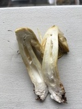 Tricholoma sejunctum image