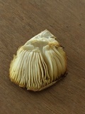 Tricholoma sejunctum image