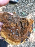 Coltricia montagnei image