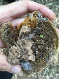 Coltricia montagnei image