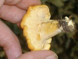 Cantharellus lateritius image