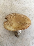 Russula earlei image