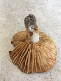 Russula earlei image