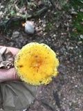Russula flavida image