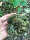 Lactarius atroviridis image