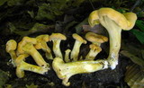 Cantharellus lateritius image