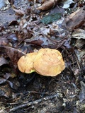 Aureoboletus innixus image