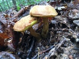 Aureoboletus innixus image