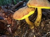 Aureoboletus innixus image