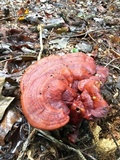Ganoderma curtisii image