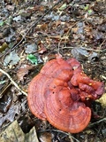 Ganoderma curtisii image