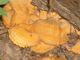 Laetiporus cincinnatus image