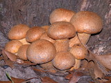 Gymnopilus ventricosus image