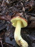 Leccinum rubropunctum image