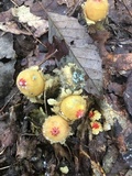 Calostoma lutescens image