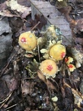 Calostoma lutescens image