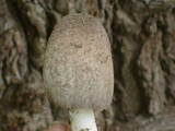 Coprinopsis insignis image