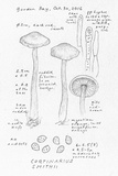 Cortinarius smithii image
