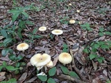 Amanita orientigemmata image
