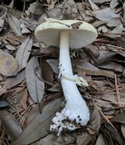 Amanita orientigemmata image