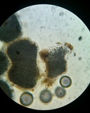 Bulbillomyces farinosus image
